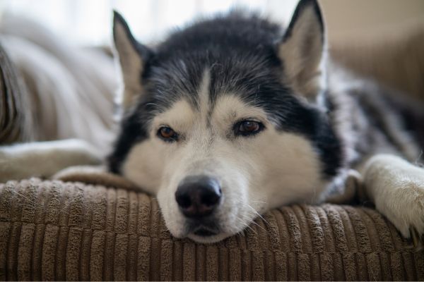 husky-siberiano-beleza-selvagem