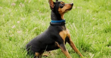 Pinscher