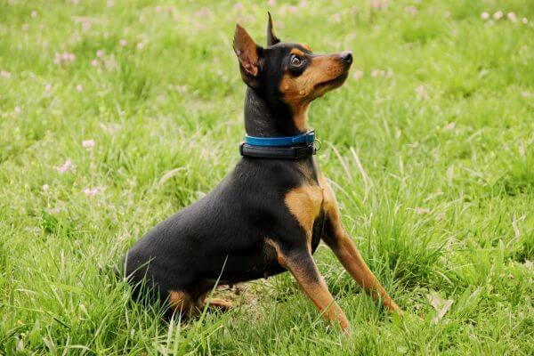 Pinscher