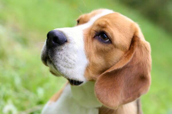 Beagle