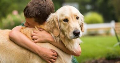 Golden-Retriever