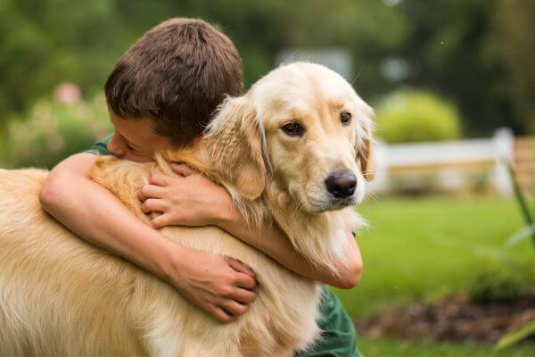 Golden-Retriever